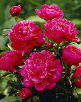 Без бренда «2KMB-4036» в Йошкар-Оле