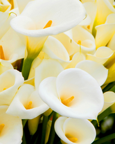 Без бренда «Белые каллы» в Йошкар-Оле