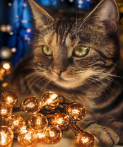 Без бренда «2KXSB-0678» в Йошкар-Оле