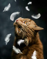 Без бренда «Кот среди перышек» в Йошкар-Оле