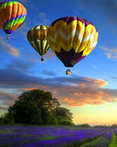 Полет воздушных шаров над лавандовыми полями