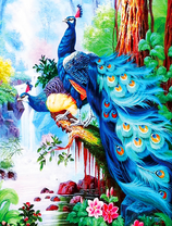 Роскошные павлины у реки