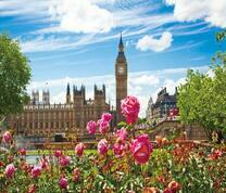 Цветущие кусты розы на фоне Биг Бена