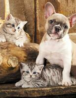 Без бренда «Милый щенок французского бульдога и два котёнка» в Йошкар-Оле