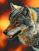 Без бренда «Взрослый серый волк» в Йошкар-Оле