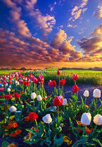 Без бренда «Поле тюльпанов под облачным небом» в Йошкар-Оле